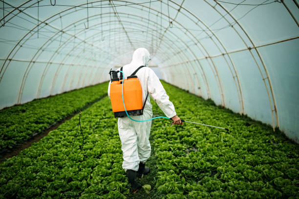 Best Local Pest Control Services  in Corning, AR