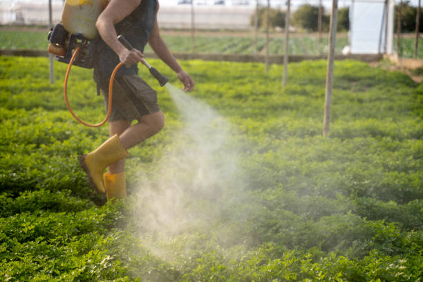 Best Local Pest Control Services  in Corning, AR
